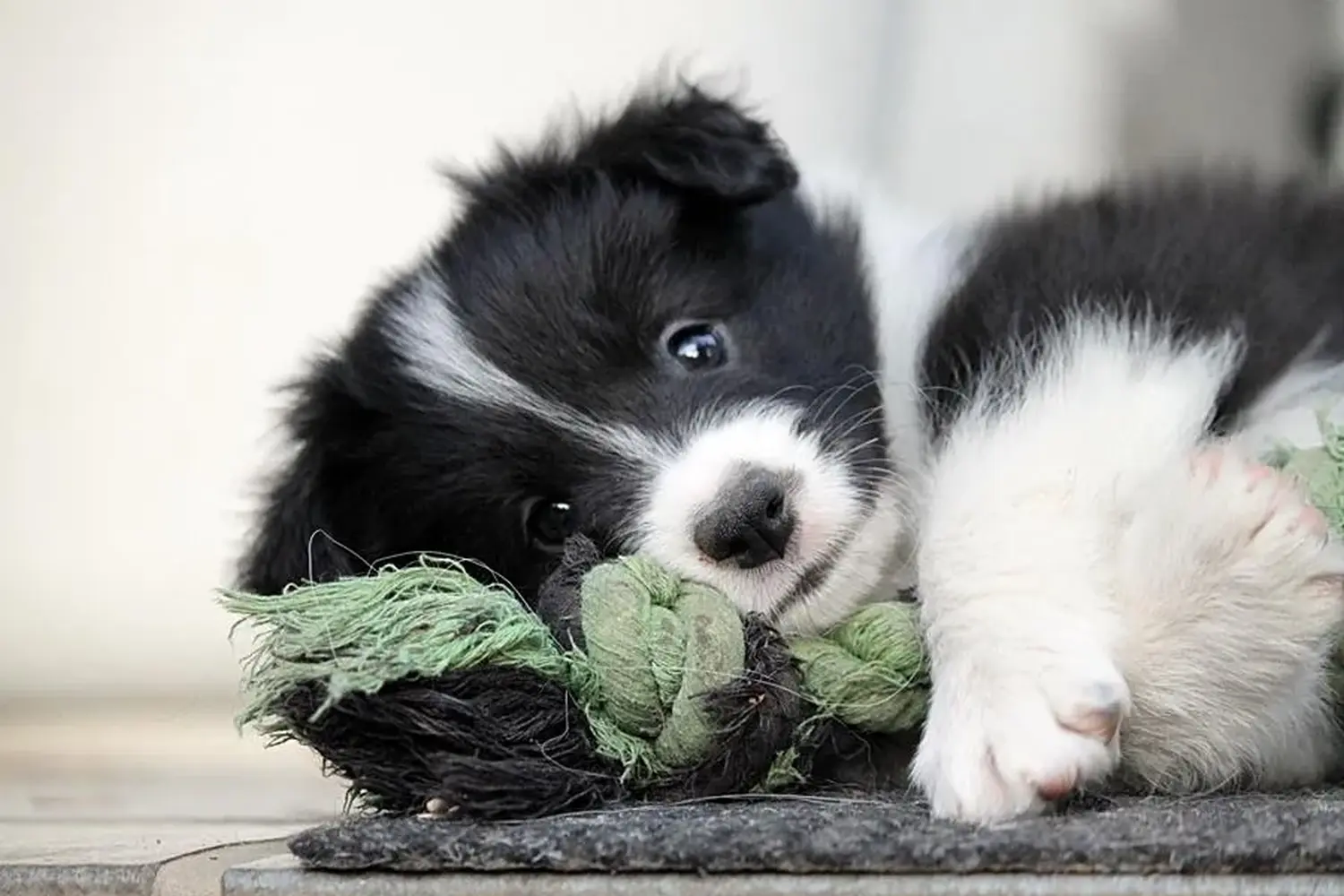 Border Collies of Cleverland Hund