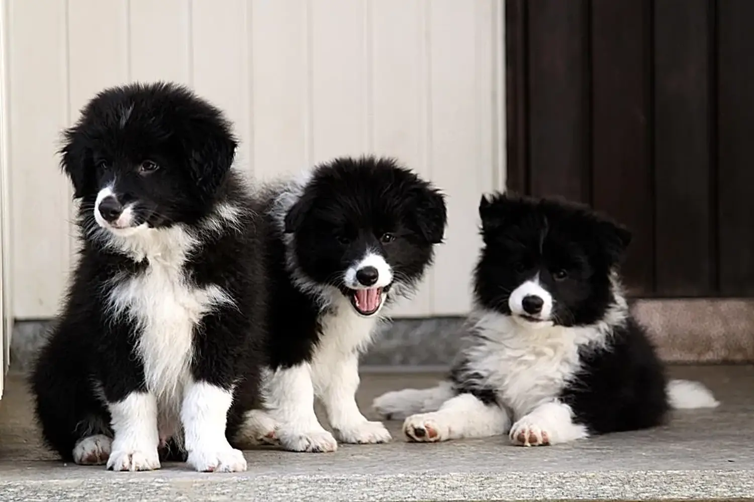 Border Collies of Cleverland Hund
