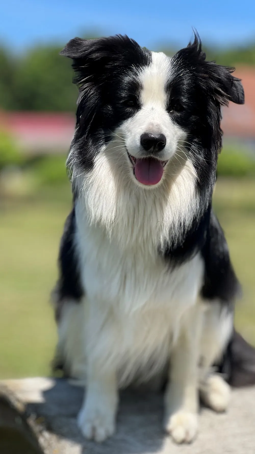"ZOE"von Border Collies of Cleverland