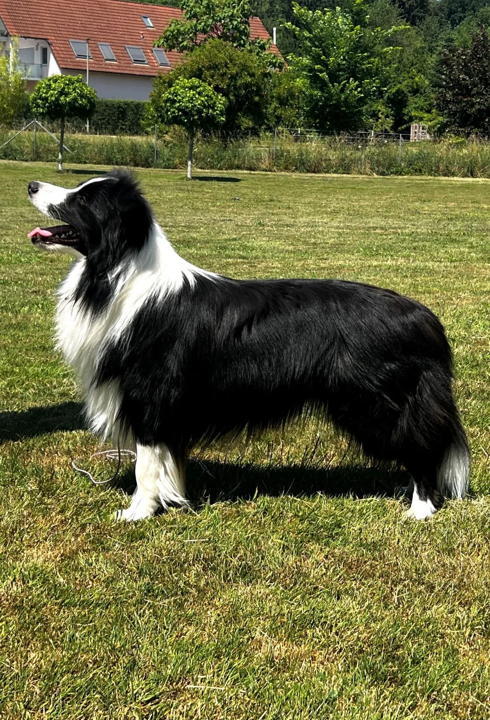 Porter von Border Collies of Cleverland
