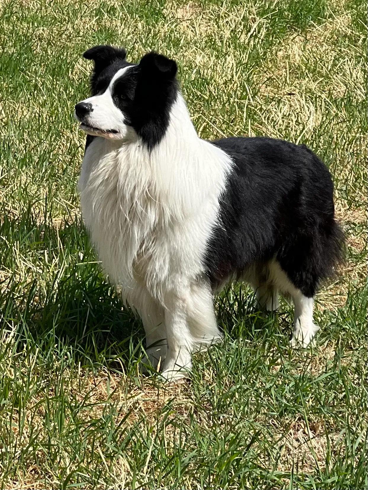 "HOUSTON" von Border Collies of Cleverland