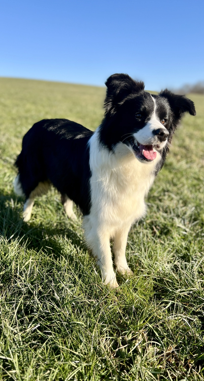 "Amelie"von Border Collies of Cleverland