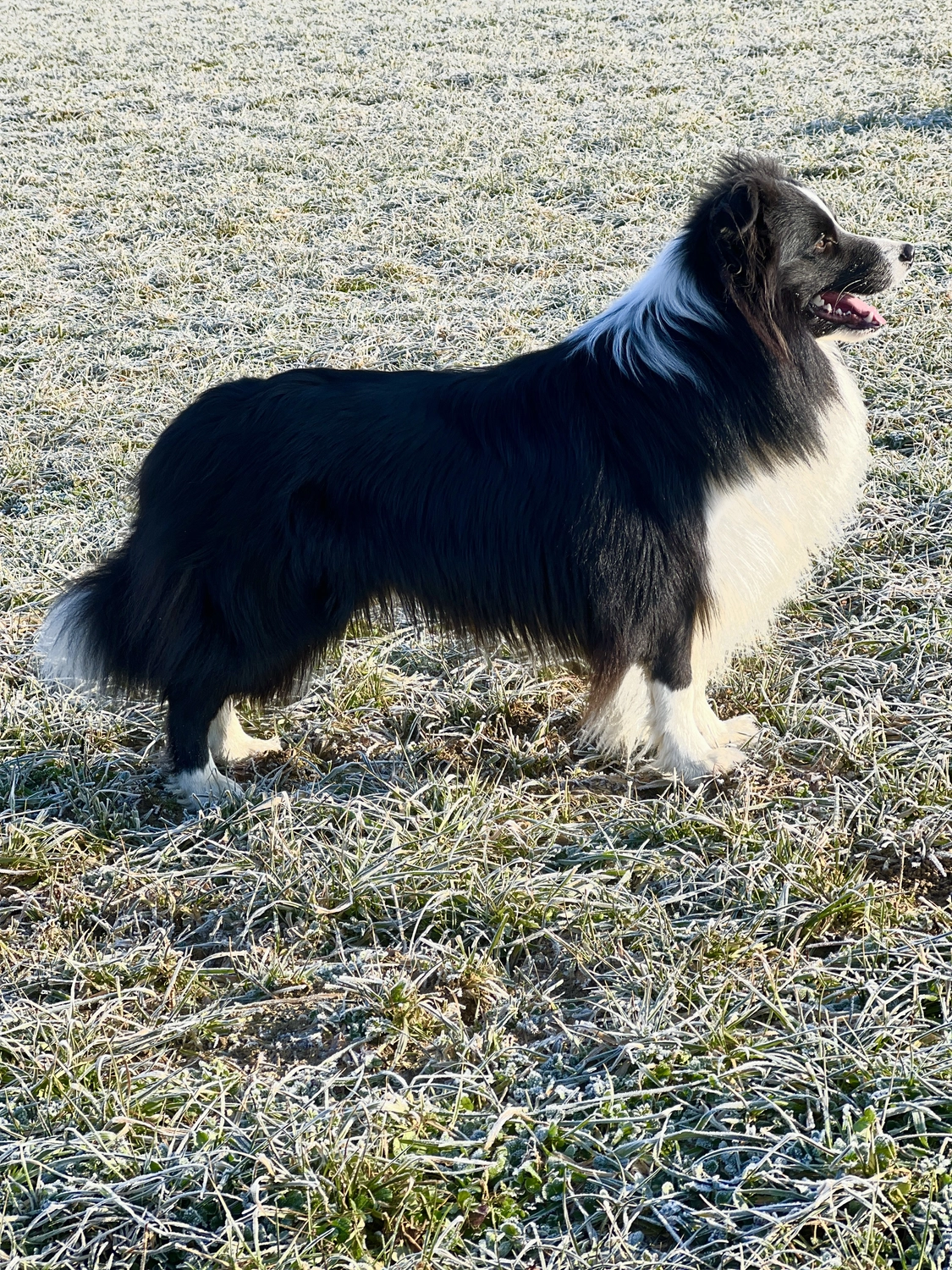 Porter von Border Collies of Cleverland